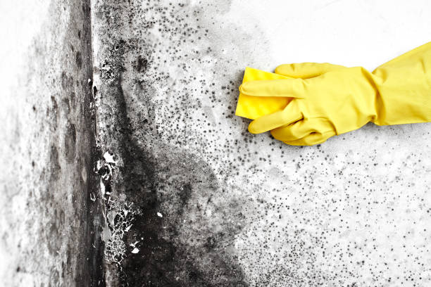 Best Mold Cleaning Services  in , SD