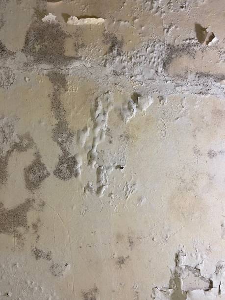 Best Commercial Mold Removal  in , SD