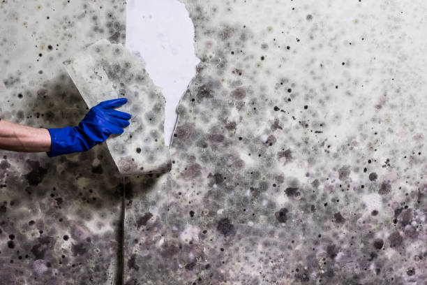 Best Commercial Mold Removal  in , SD